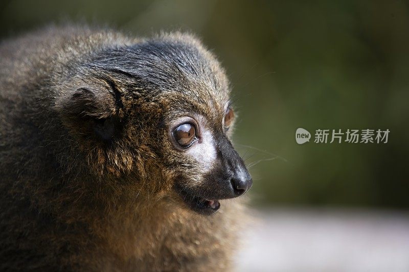 红腹狐猴(Eulemur rubriventer)